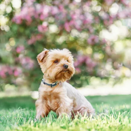 Adorable small light golden terrier dog on green grass outdoors