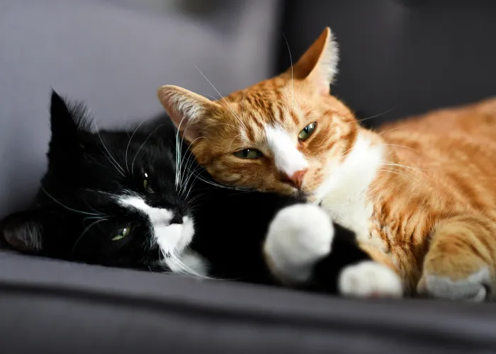 Two adorable cats, one black and white and one tabby orange, cuddling together on the sofa at home