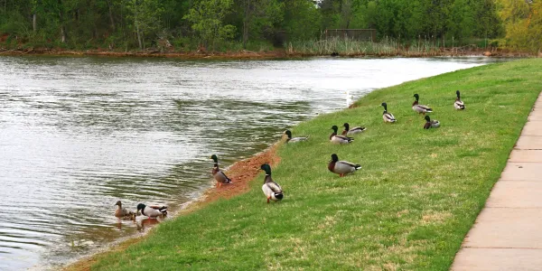 A park with a large pond and ducks on a grassy hill