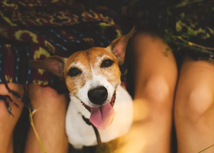 Adorable smiling dog looking up at the camera with its tongue hanging out sitting on its owners' legs